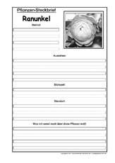 Pflanzensteckbrief-Ranunkel-SW.pdf